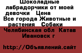 Шоколадные лабрадорчики от моей девочки › Цена ­ 25 000 - Все города Животные и растения » Собаки   . Челябинская обл.,Катав-Ивановск г.